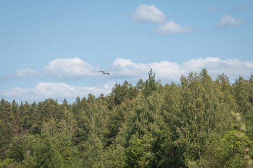 Птица в Тверсокой области 