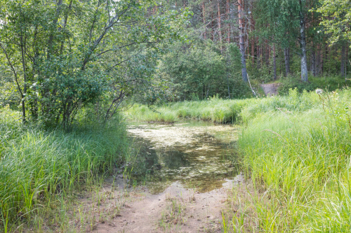 Природа реки Медведица