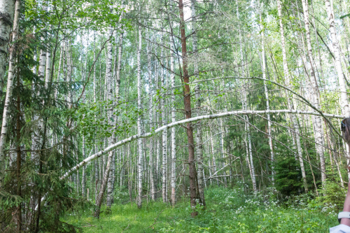 Природа реки Медведица