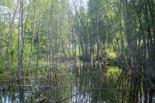 Природа реки Медведица